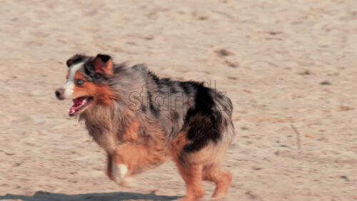 Video - A joyful dog runs across the sandy beach under warm sunlight