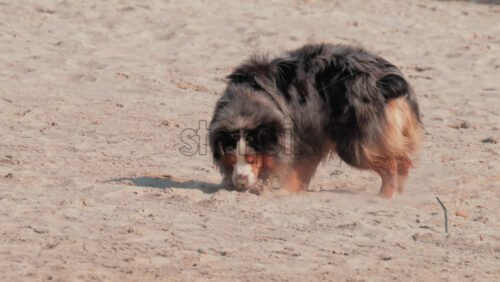 Video - A joyful dog runs across the sandy beach under warm sunlight