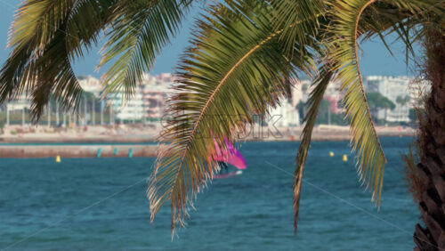 Video - Palm leaves sway in the breeze with a windsurfer gliding in the background