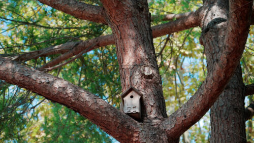 Video - Close up of a small wooden birdhouse fixed on a tree branch surrounded by green leaves