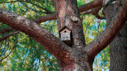 Video - Close up of a small wooden birdhouse fixed on a tree branch surrounded by green leaves