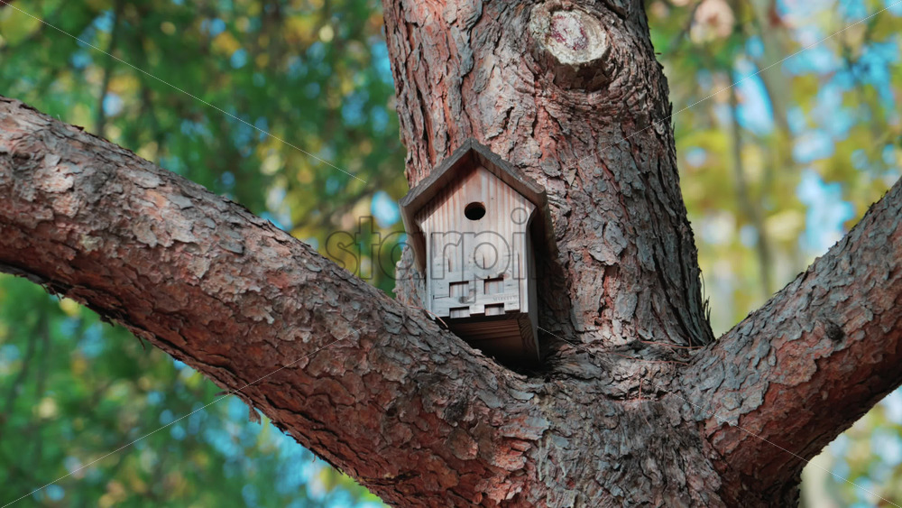 Video - Close up of a small wooden birdhouse fixed on a tree branch surrounded by green leaves