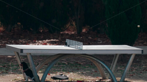 Video - Cannes, France - October 12, 2025: A small dog sits beside a metal outdoor ping pong table in a public park as two men play