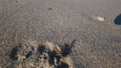 Video - Close up of a bee walking across the sand on a sunny day
