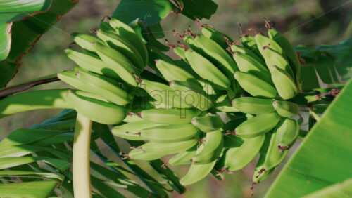 Video - Close up of green bananas growing on a banana tree in Golfe Juan, France. Vertical