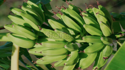 Video - Close up of green bananas growing on a banana tree in Golfe Juan, France. Vertical