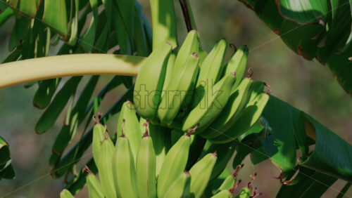 Video - Close up of green bananas growing on a banana tree in Golfe Juan, France
