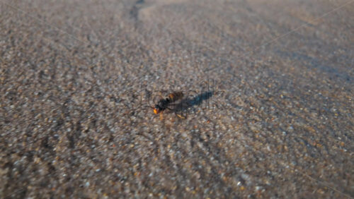 Video - Close up of a bee walking across the sand on a sunny day