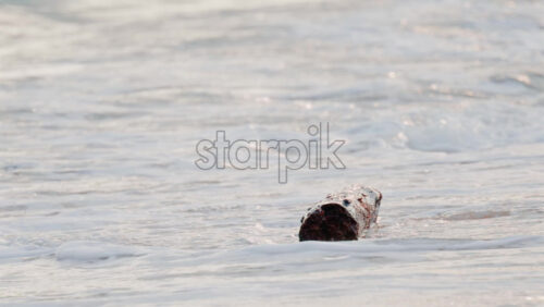 Video - Close up of green bananas growing on a banana tree in Golfe Juan, France