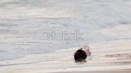 Video - Close up of green bananas growing on a banana tree in Golfe Juan, France