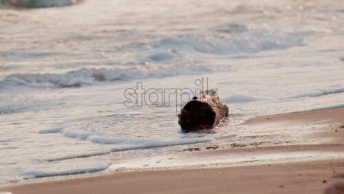 Video - Close up of green bananas growing on a banana tree in Golfe Juan, France