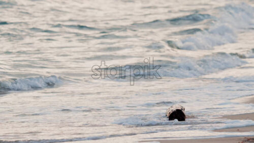 Video - Close up of green bananas growing on a banana tree in Golfe Juan, France