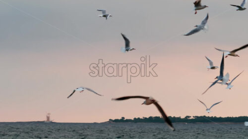 Video - Group of seagulls flying dynamically over the sea at sunset, with a sailboat visible in the distance