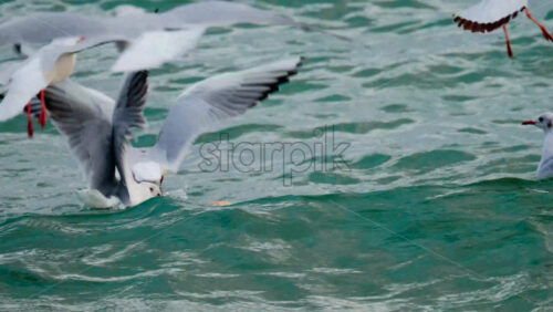 Video - Group of seagulls flying dynamically over the sea at sunset