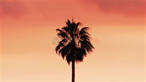 Video - Single palm tree silhouette stands against a dramatic orange sunset sky