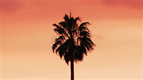 Video - Single palm tree silhouette stands against a dramatic orange sunset sky