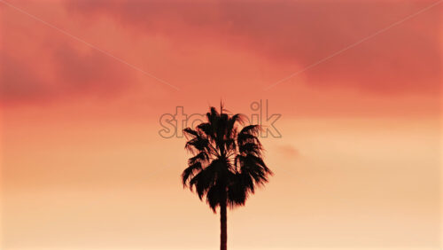 Video - Single palm tree silhouette stands against a dramatic orange sunset sky