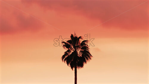 Video - Single palm tree silhouette stands against a dramatic orange sunset sky