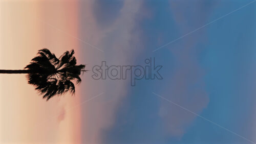 Video - Single palm tree silhouette stands against a dramatic orange and blue sunset sky. Vertical