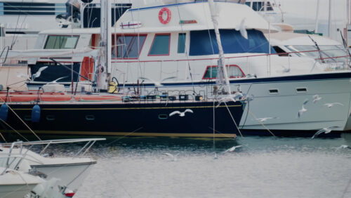 Video - Cannes, France - October 12, 2025: Several yachts moored in a marina surrounded by seagulls