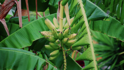Video - Close up of green bananas growing on a banana tree in Golfe Juan, France