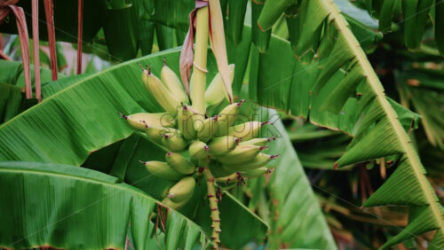 Video - Close up of green bananas growing on a banana tree in Golfe Juan, France