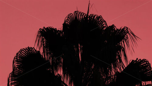 Video - Palm leaves form a dark silhouette against a pastel pink sunset sky