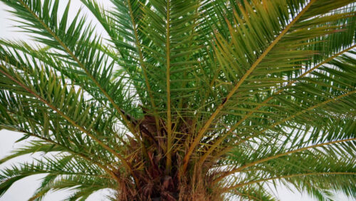 Video - Close ip of fresh green palm leaves swaying gently in daylight