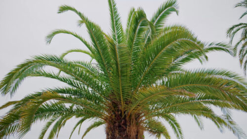 Video - Close ip of fresh green palm leaves swaying gently in daylight