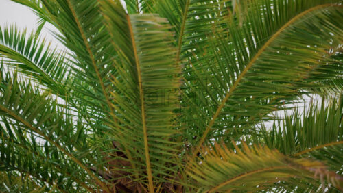 Video - Close ip of fresh green palm leaves swaying gently in daylight