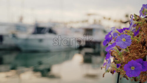 Video - Vibrant purple flowers in focus with blurred yachts in the background at a coastal marina