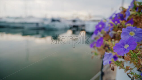 Video - Vibrant purple flowers in focus with blurred yachts in the background at a coastal marina