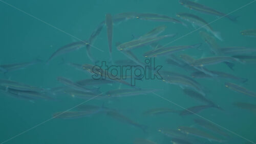Video - Group of fish swimming gracefully in crystal clear turquoise water