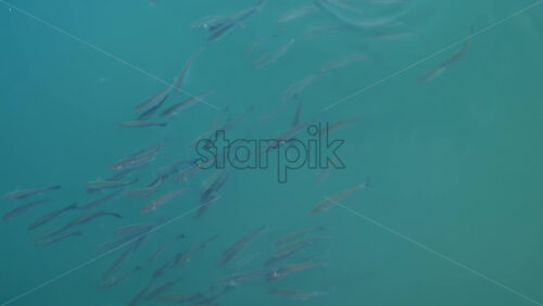 Video - Group of fish swimming gracefully in crystal clear turquoise water