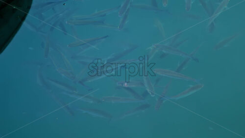 Video - Group of fish swimming gracefully in crystal clear turquoise water