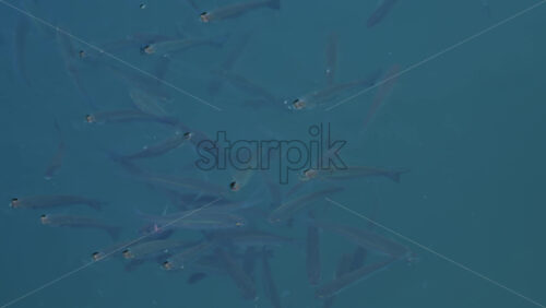 Video - Group of fish swimming gracefully in crystal clear turquoise water