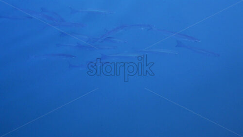 Video - Group of fish swimming gracefully in crystal clear turquoise water