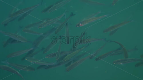 Video - Group of fish swimming gracefully in crystal clear turquoise water