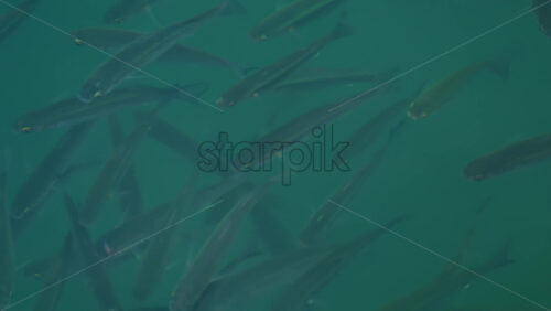 Video - Group of fish swimming gracefully in crystal clear turquoise water