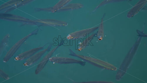 Video - Group of fish swimming gracefully in crystal clear turquoise water