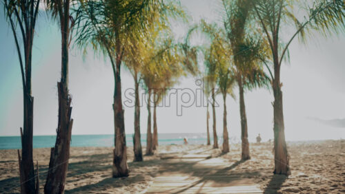 Video - Wooden walkway surrounded by palm trees leading to a sunny beach with clear blue water