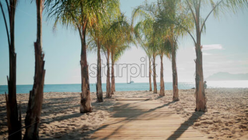 Video - Wooden walkway surrounded by palm trees leading to a sunny beach with clear blue water