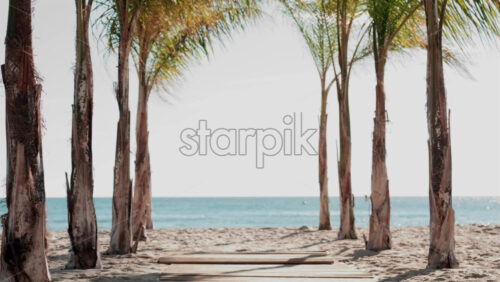 Video - Wooden walkway surrounded by palm trees leading to a sunny beach with clear blue water