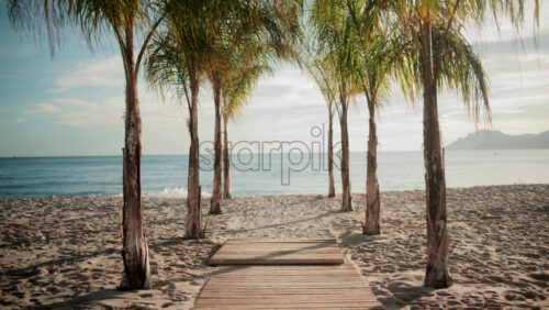 Video - Wooden walkway surrounded by palm trees leading to a sunny beach with clear blue water