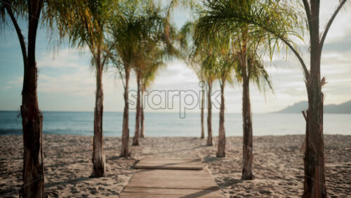Video - Wooden walkway surrounded by palm trees leading to a sunny beach with clear blue water