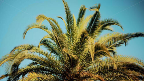 Video - Close ip of fresh green palm leaves swaying gently in daylight