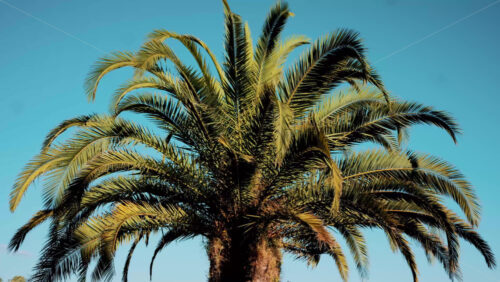 Video - Close ip of fresh green palm leaves swaying gently in daylight