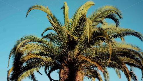 Video - Close ip of fresh green palm leaves swaying gently in daylight