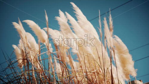Video - Tall beige pampas grass swaying under clear blue sky