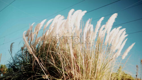 Video - Tall beige pampas grass swaying under clear blue sky